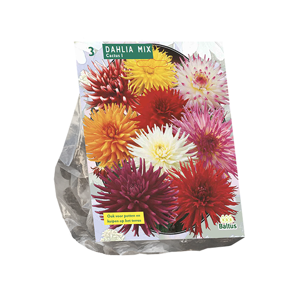 Dahlia Cactus Mixed per 3