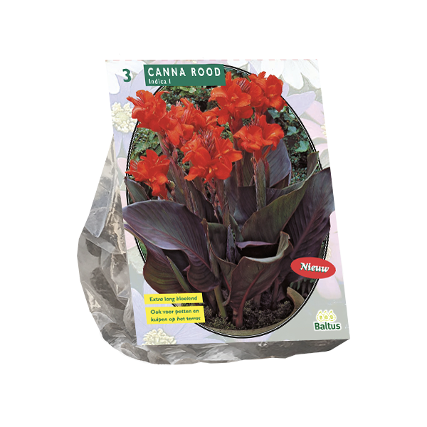 Canna donkerroodblad, Rood per 3