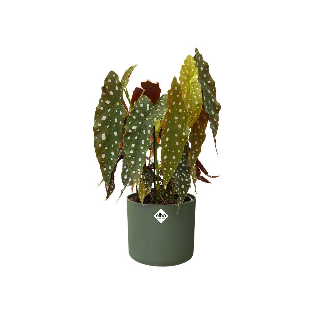 B.For Soft Rond groen D14 H13
