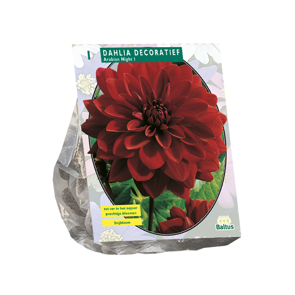 Dahlia Decoratief Arabian Night per 1