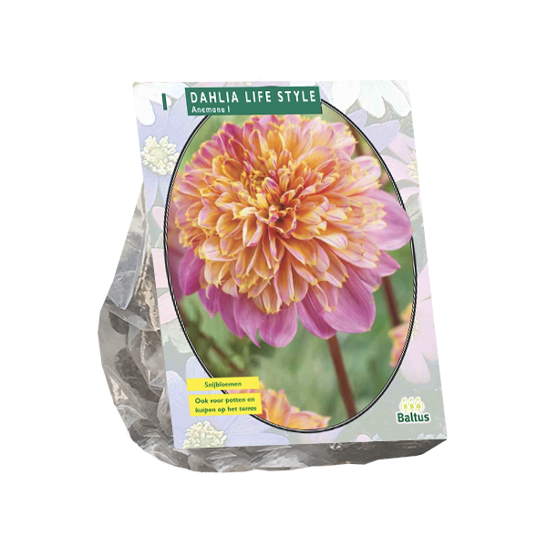 Dahlia Anemone Lifestyle per 1