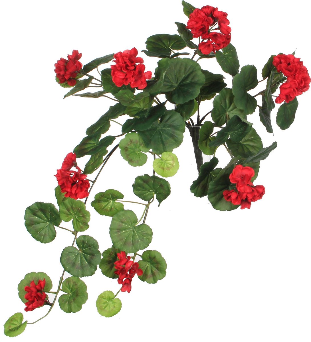 Geranium rood L63