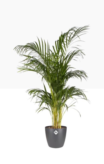 pot brussels d18cm antraciet
