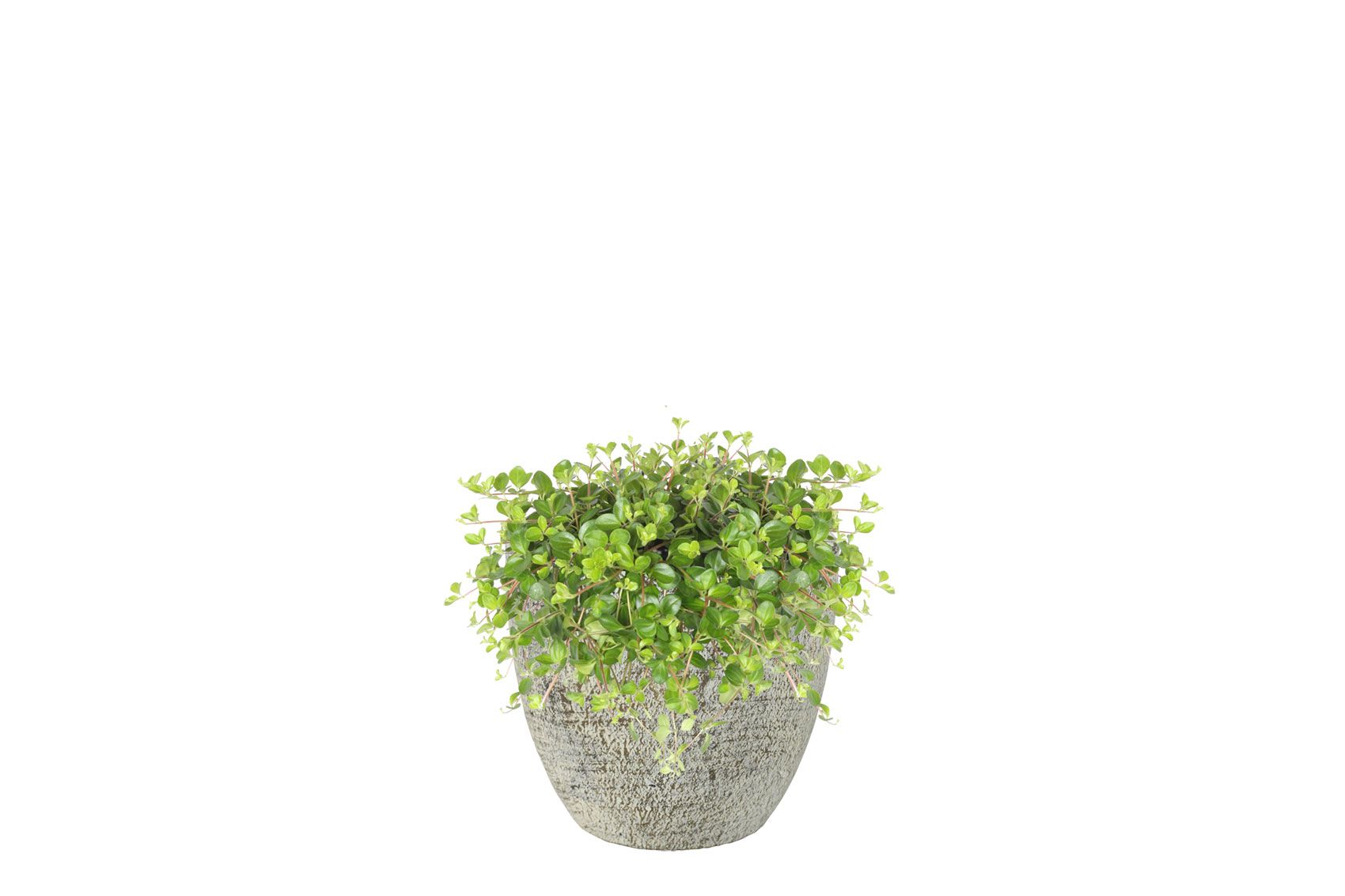 Pot Anne white earth D12 H11