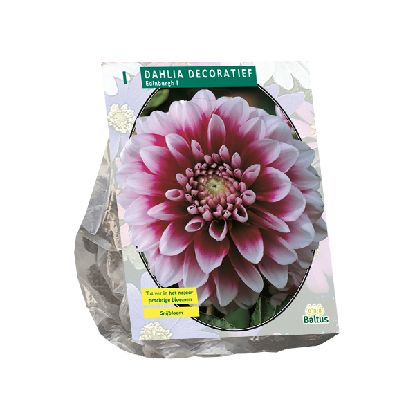 Dahlia Decoratief Edinburgh per 1