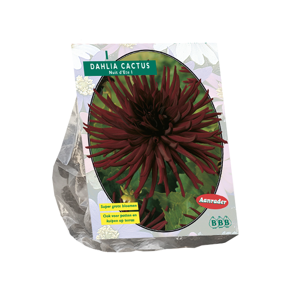 Dahlia Cactus Nuit d'ete per 1