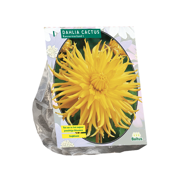 Dahlia Cactus Kennemerland per 1
