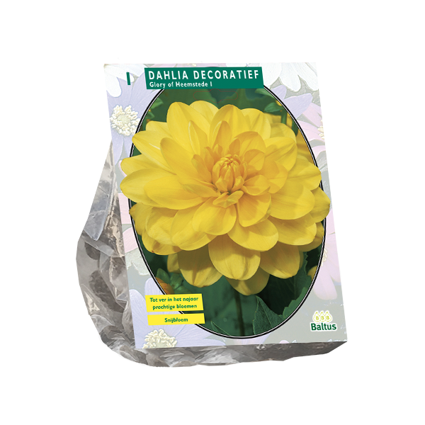 Dahlia Decoratief Glory of Heemstede per 1