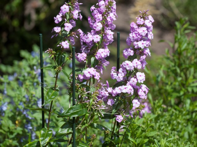 Plantenstok groen H150cm D16mm