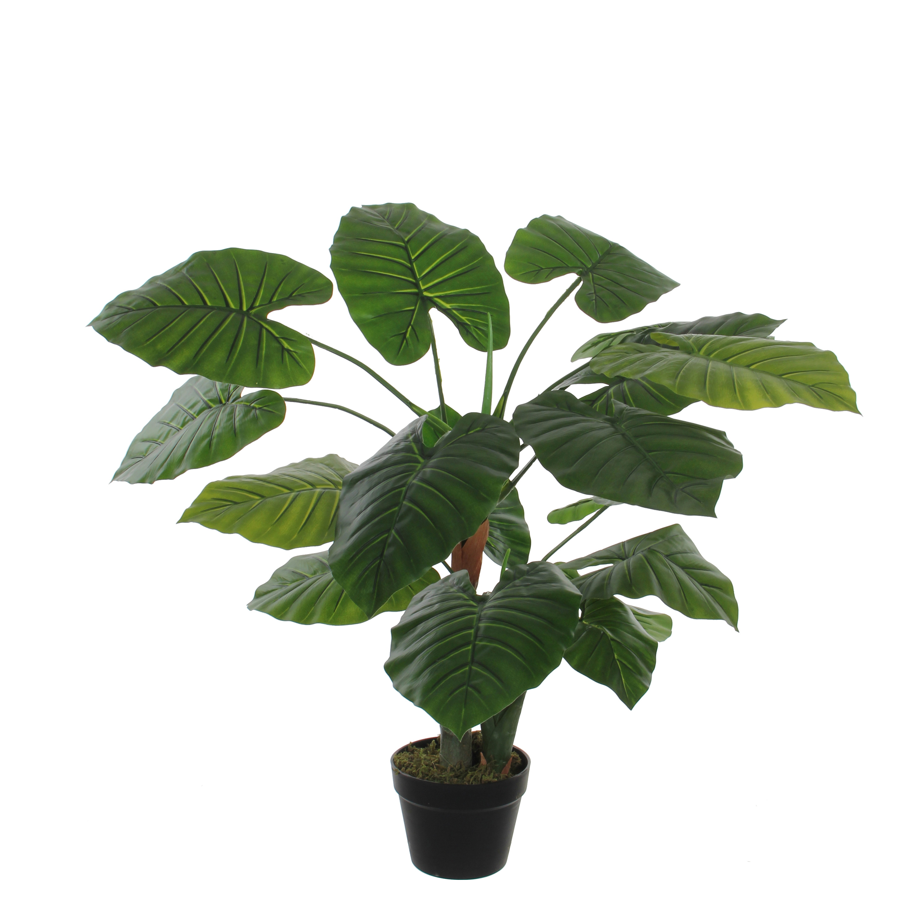 Taro in Plastic Pot groen H90 D60