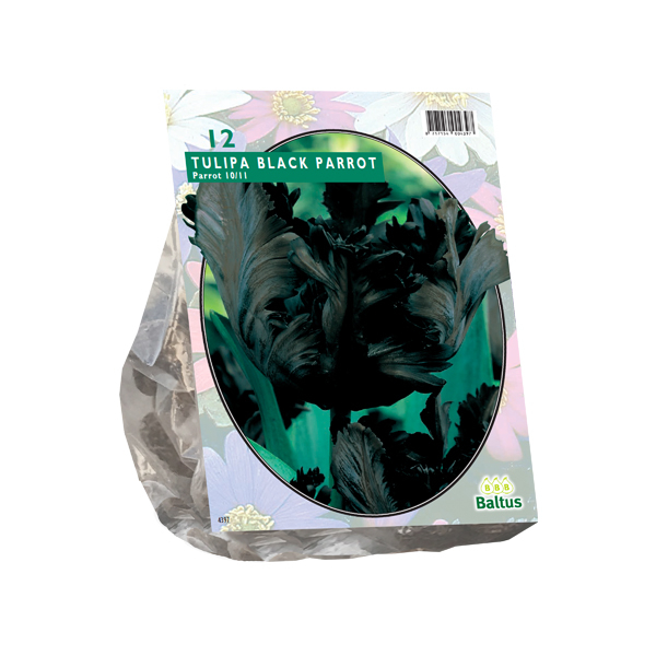 Tulipa Black Parrot, Parkiet per 12
