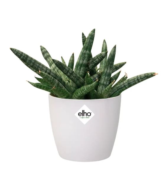 pot brussels d9.5cm wit