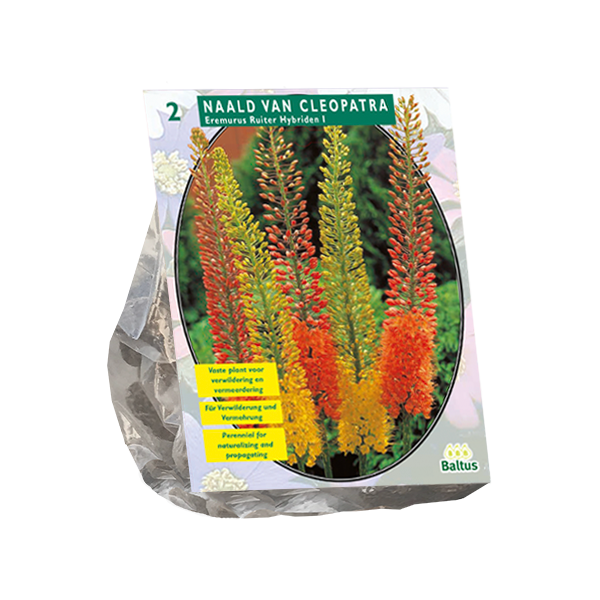 Eremurus Ruiter Hybriden Mix per 2
