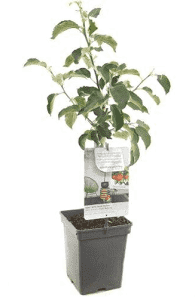 Malus d. 'Rode Boskoop'