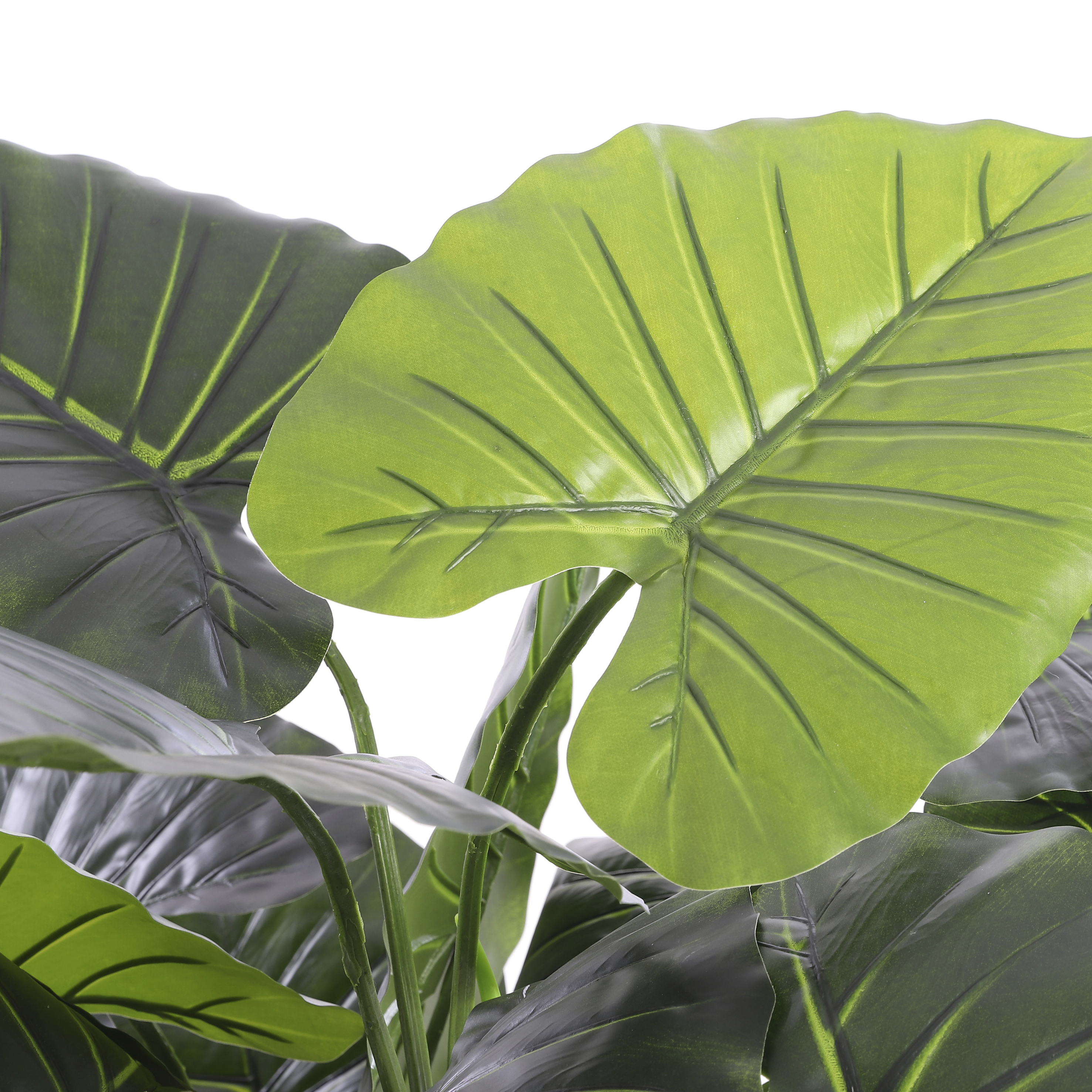 Taro in Plastic Pot groen H90 D60