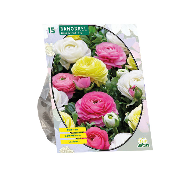 Ranonkel, Pastel Mix per 15