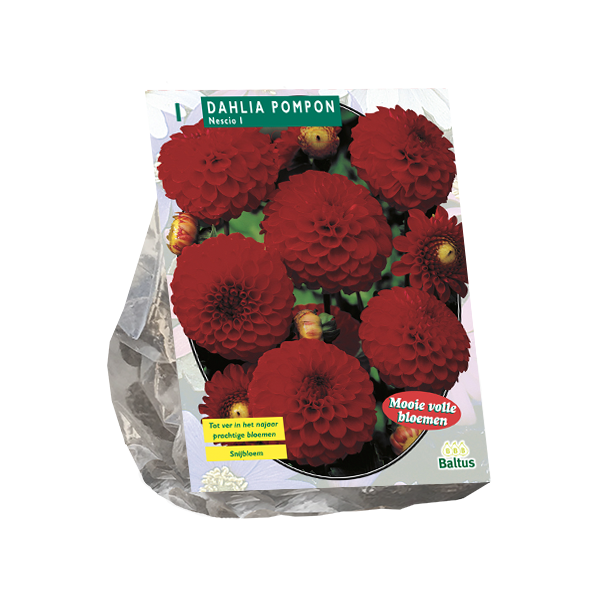 Dahlia Pompon Nescio per 1