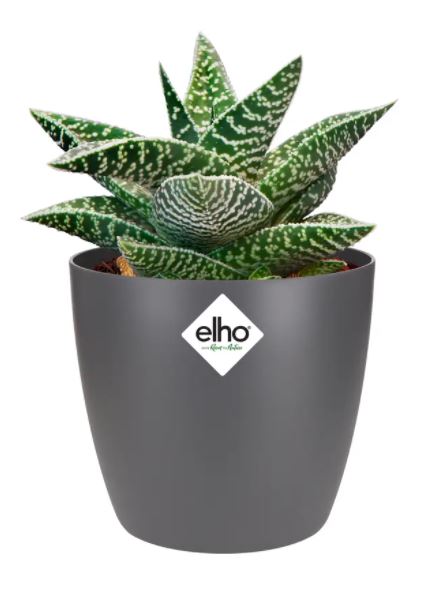 pot brussels d9.5cm antraciet