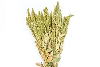 Bos Amaranthus groen