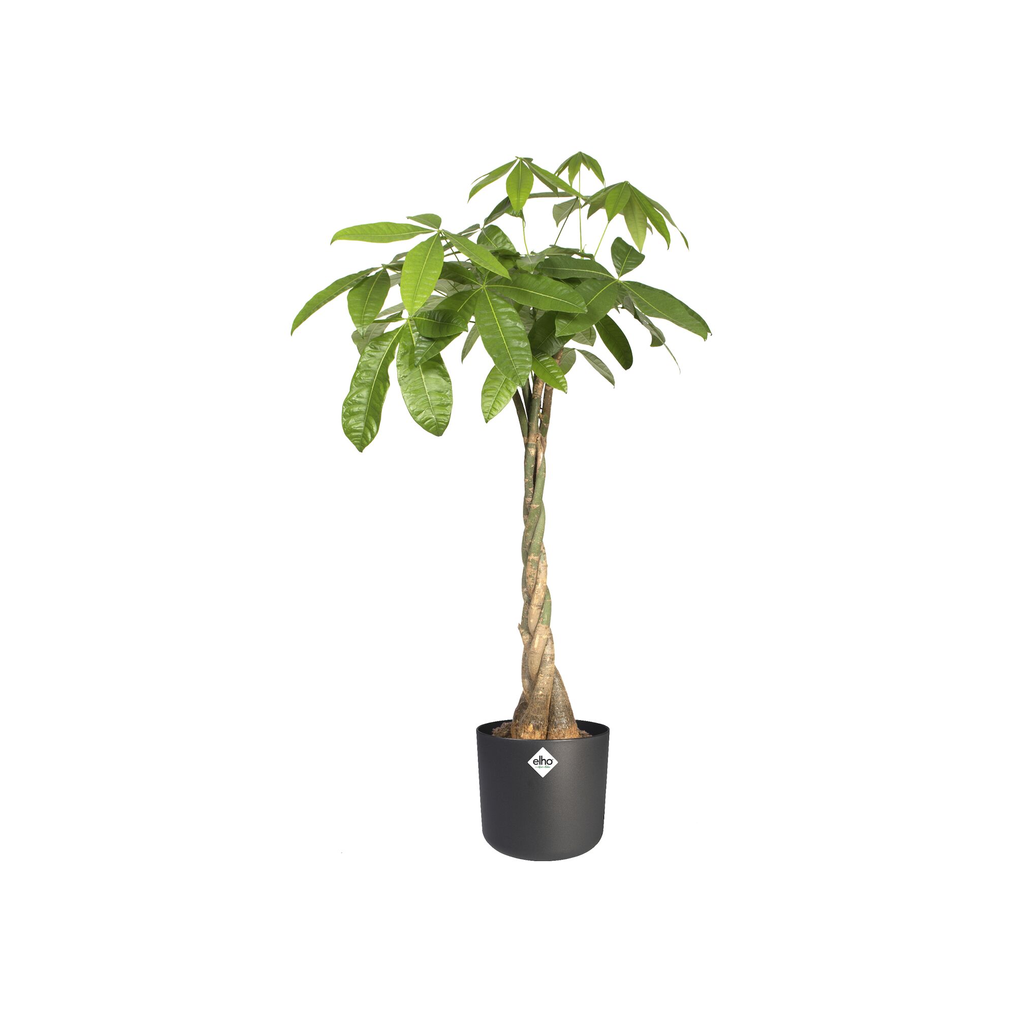 pot b.for soft d16cm antraciet
