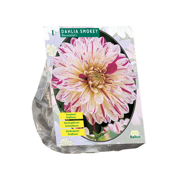 Dahlia Smokey per 1