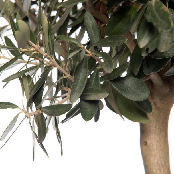 Olea europaea