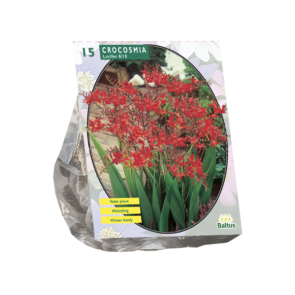 Crocosmia Lucifer per 15