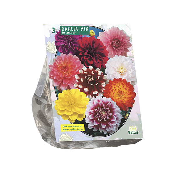 Dahlia Decoratief Mixed per 3