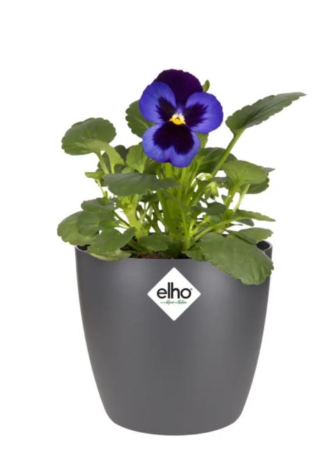 pot brussels d10.5cm antraciet