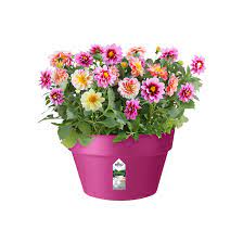 Loft Urban schaal 35cm. kers