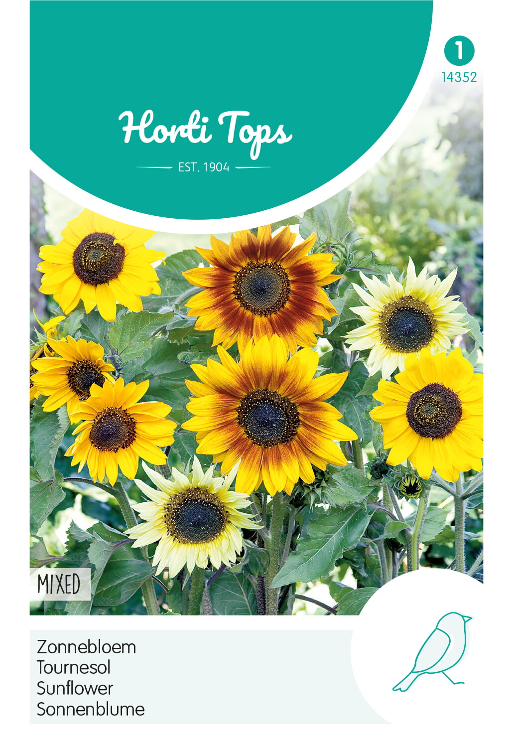 HT Helianthus, Zonnebloem gemengd