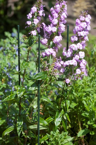 Plantenstok groen H150cm D16mm