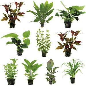 Waterplant wit