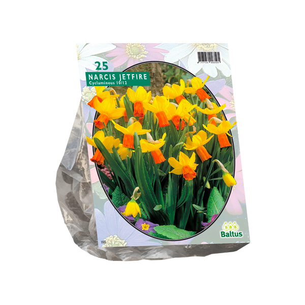 Narcis Mini Jetfire, Geel/Oranje per 25