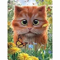 livelife ansichtkaarten -  ginger kitten