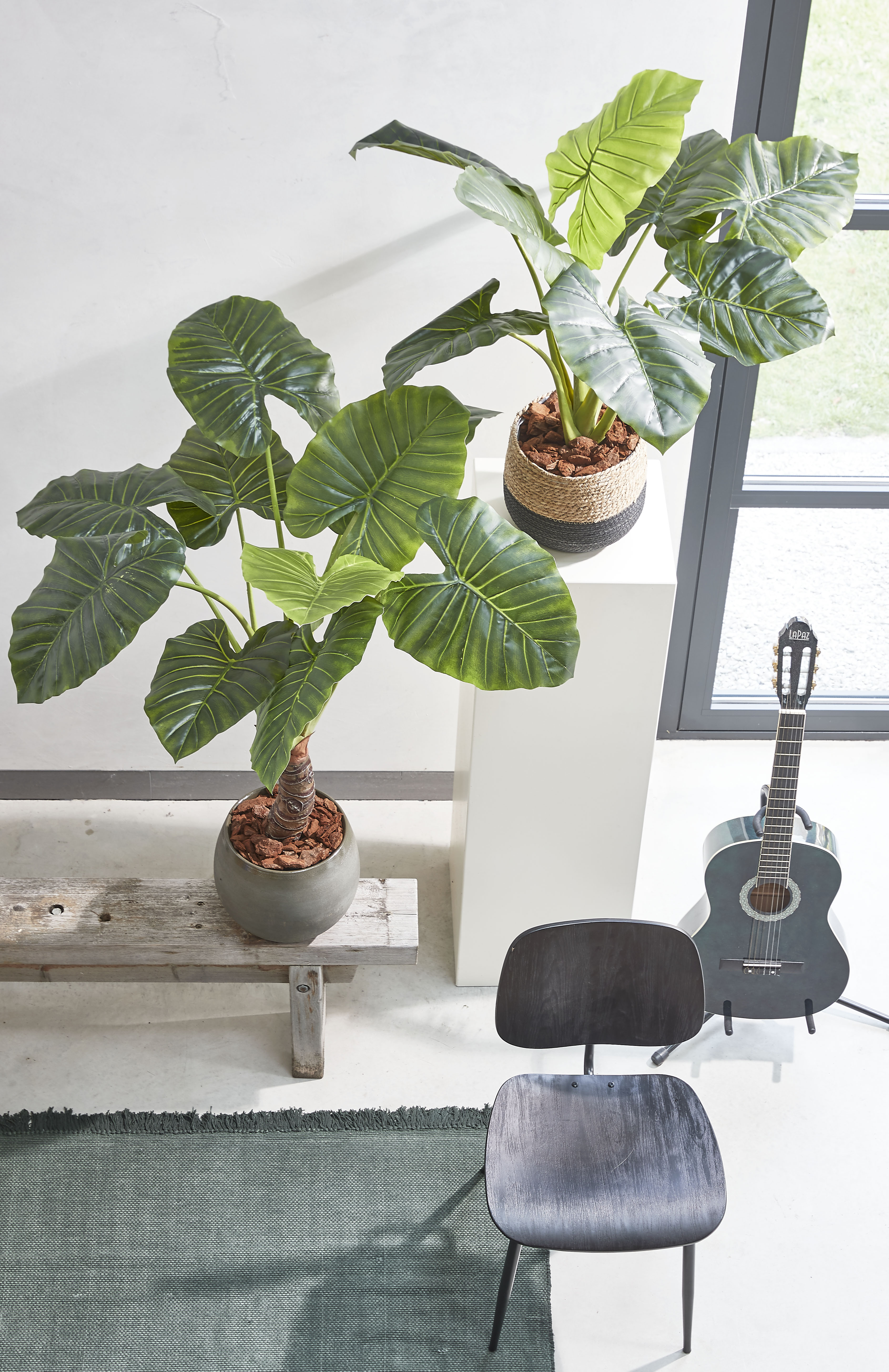 Taro in Plastic Pot groen H90 D60