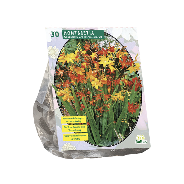 Montbretia per 30