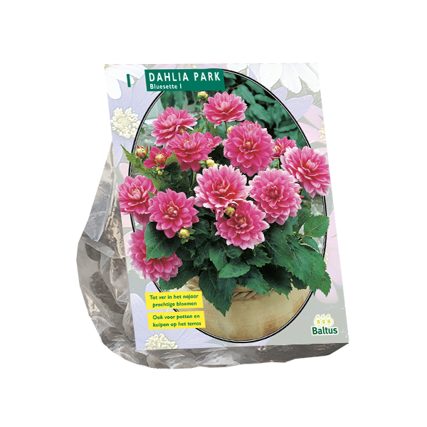 Dahlia Park Bluesette per 1