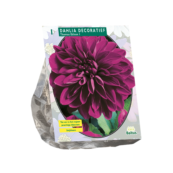 Dahlia Decoratief Thomas Edison per 1