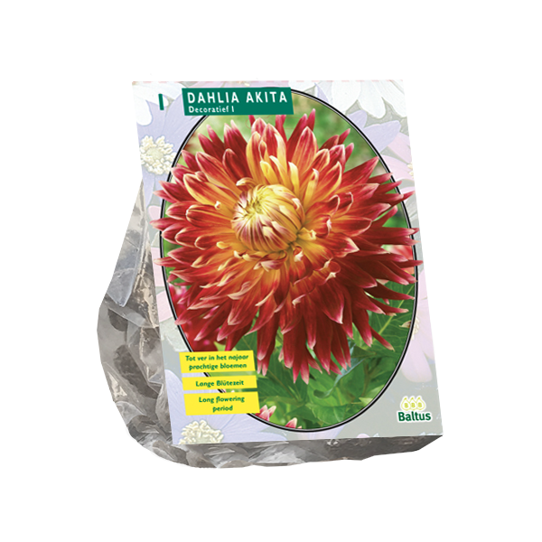 Dahlia Akita per 1