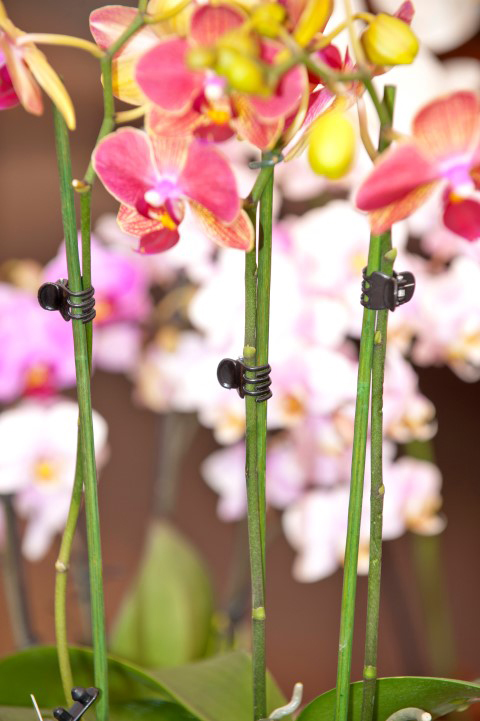 Orchidee clips 10st