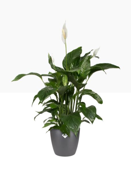 pot brussels d22cm antraciet