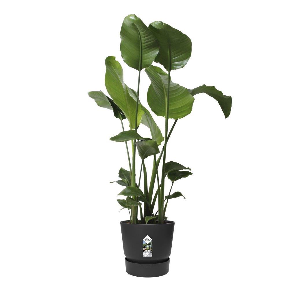 pot greenville d30cm living black
