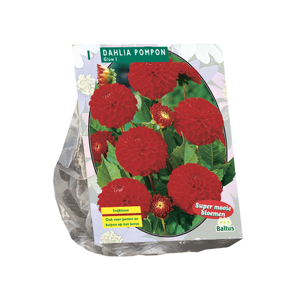 Dahlia Pompon Glow per 1