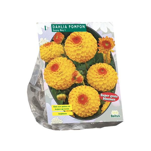 Dahlia Pompon Sunny Boy per 1