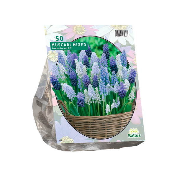 Muscari Mix per 50