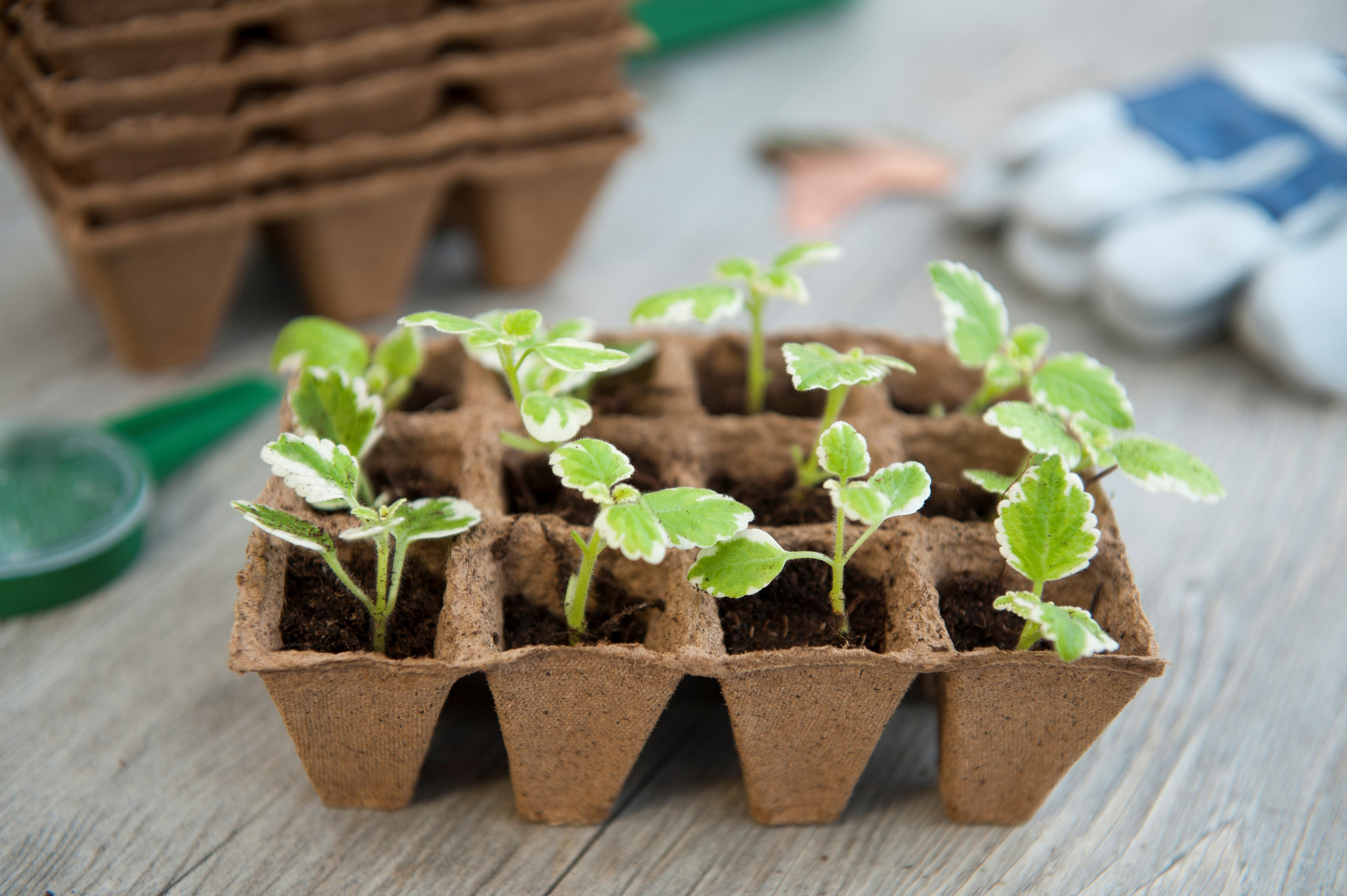 Turfpottrays (6x12 stuks) H5x4x4cm