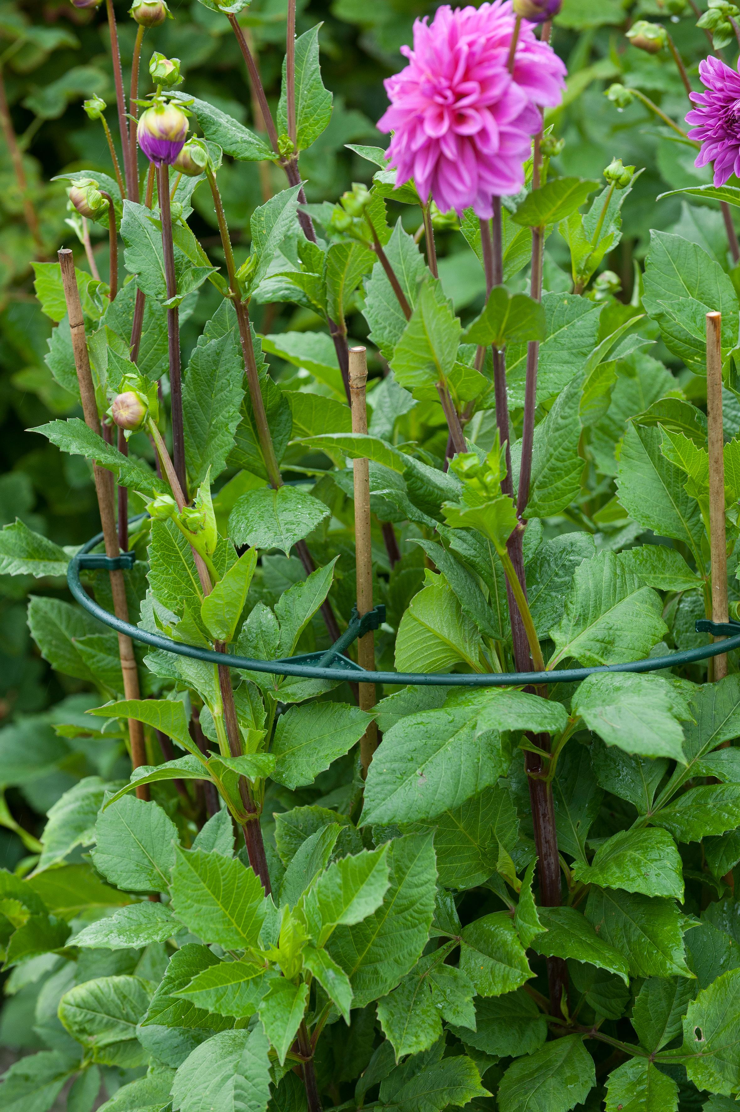 Plantensteun Vario 3 stuks D30-40cm