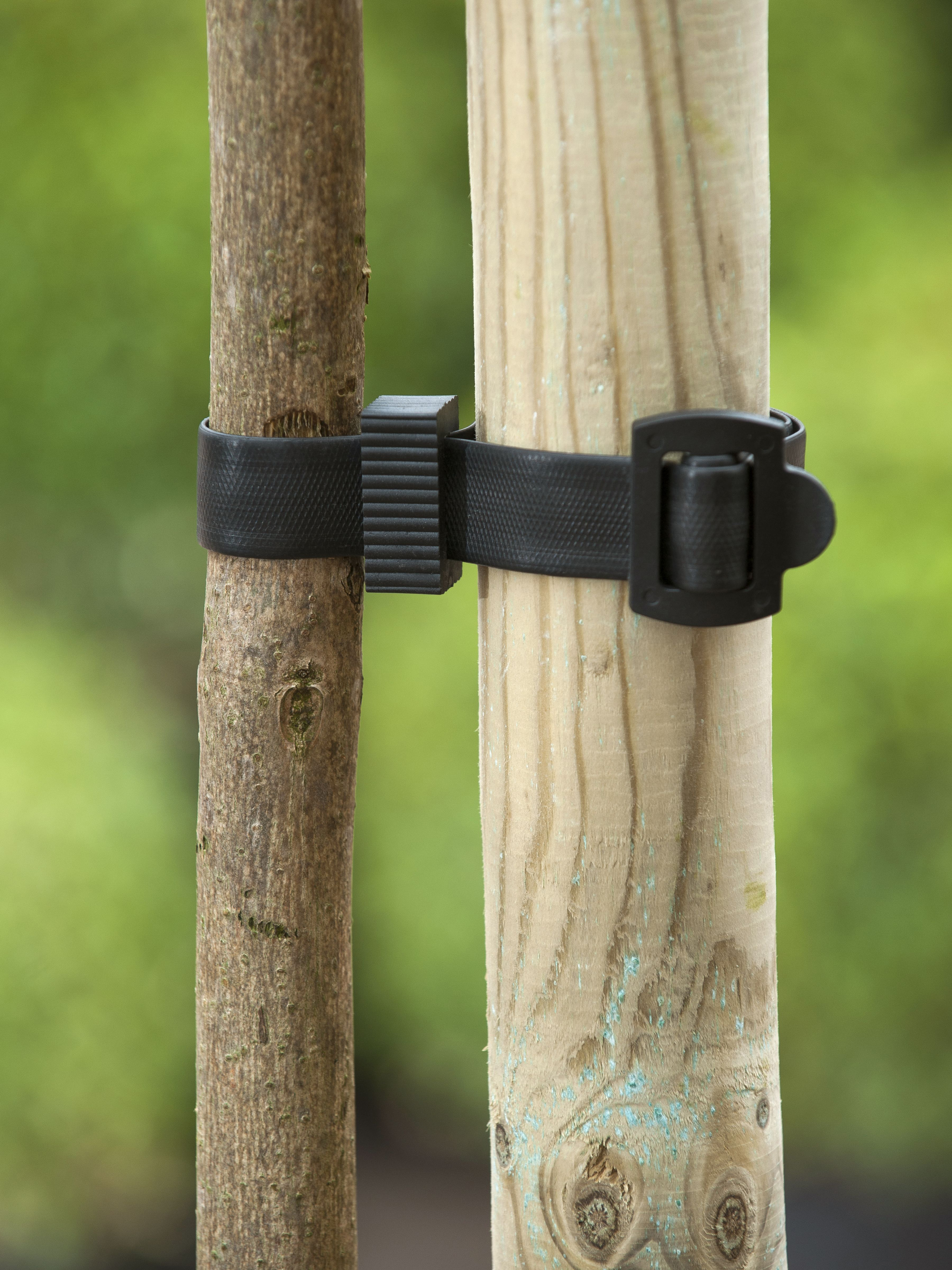 Boomband met gesp L45 B2.5cm