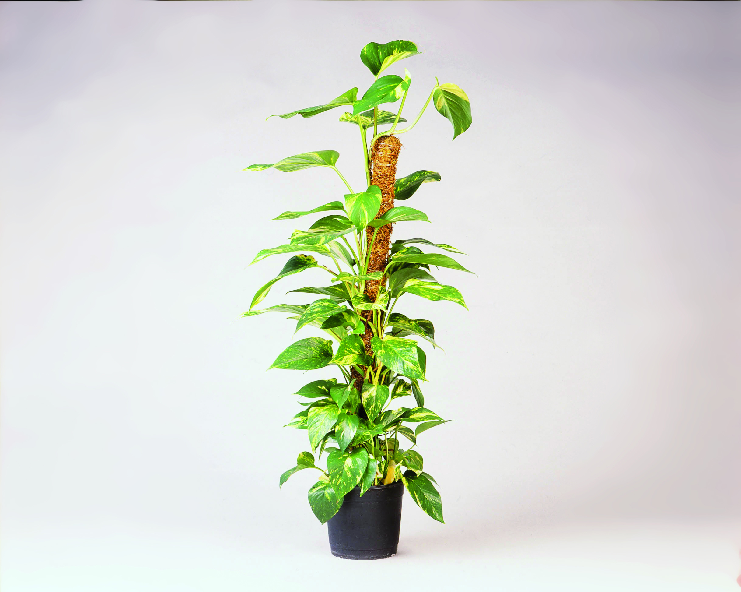 Plantstok kokos L90 D38mm